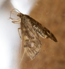 Anania plectilis