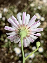 Malacothrix saxatilis saxatilis