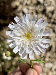 Malacothrix saxatilis saxatilis