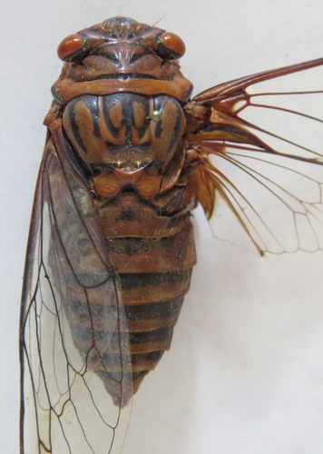 Giant Cicada photo 3