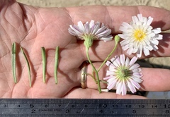 Malacothrix saxatilis saxatilis