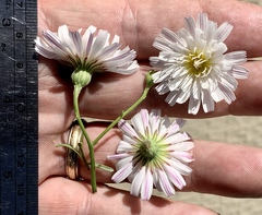 Malacothrix saxatilis saxatilis