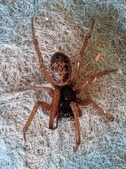 Steatoda nobilis