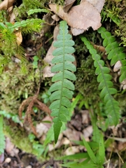 Blechnum mochaenum