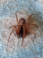 Steatoda nobilis