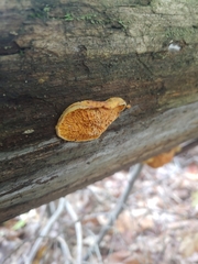 Pseudomerulius
