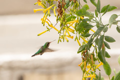 Chlorostilbon lucidus