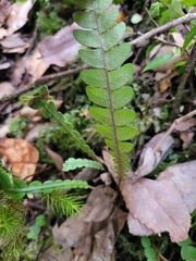 Blechnum mochaenum