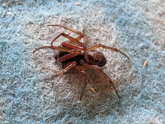 Steatoda nobilis
