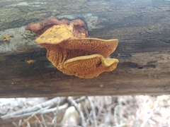Pseudomerulius