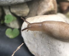 Deroceras reticulatum