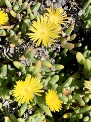 Malephora lutea