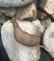 Deroceras reticulatum