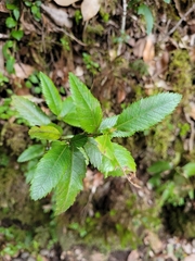 Caldcluvia paniculata