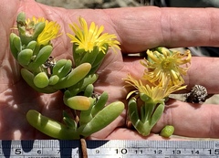 Malephora lutea
