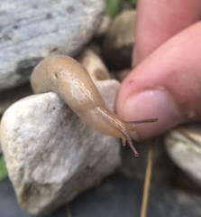Deroceras reticulatum