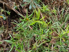 Podocarpus spinulosus