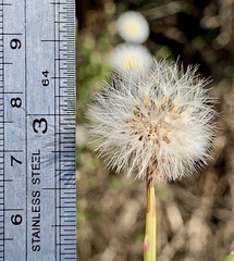 Malacothrix saxatilis saxatilis