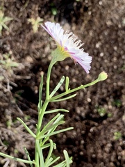 Malacothrix saxatilis saxatilis