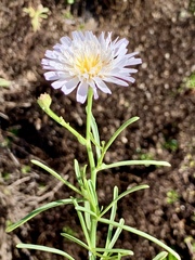 Malacothrix saxatilis saxatilis