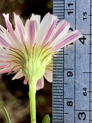 Malacothrix saxatilis saxatilis