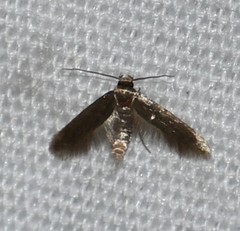 Phaeoses sabinella