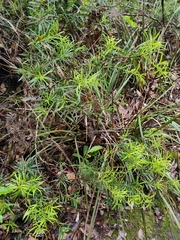 Podocarpus spinulosus