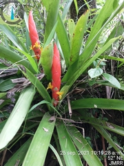 Guzmania berteroniana