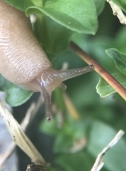 Deroceras reticulatum