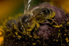 Apis mellifera