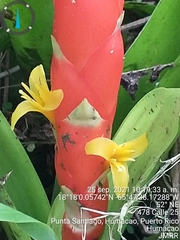 Guzmania berteroniana