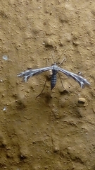 Singularia alternaria