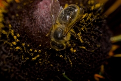 Apis mellifera