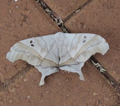 Dysdaemonia brasiliensis