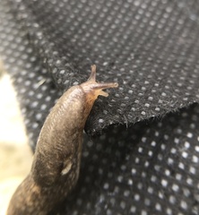 Deroceras reticulatum