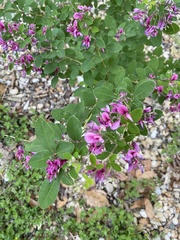 Lespedeza thunbergii