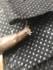 Deroceras reticulatum