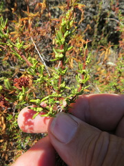 Eriophyes adenostomae
