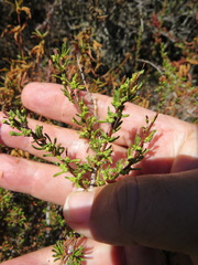 Eriophyes adenostomae