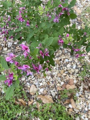 Lespedeza thunbergii