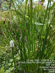 Eleocharis elegans