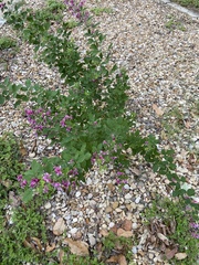 Lespedeza thunbergii