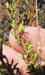 Eriophyes adenostomae