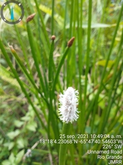Eleocharis elegans