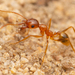 Morris' Big-headed Ant - Photo (c) Thomas Shahan, some rights reserved (CC BY-NC), uploaded by Thomas Shahan