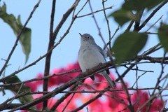 Polioptila caerulea