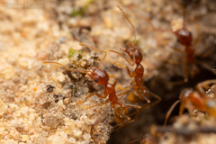Pheidole morrisii