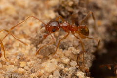 Pheidole morrisii
