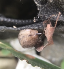 Deroceras reticulatum