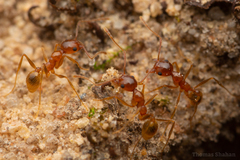 Pheidole morrisii